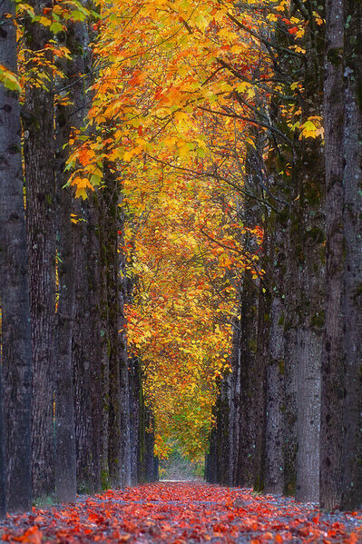 Photograph Rikiya Fukushima Autumn Passage on One Eyeland